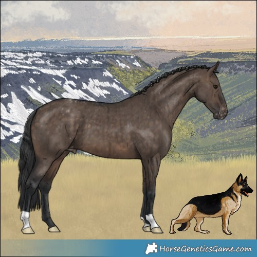 Horse Color:Brown Dun Varnish Brindle 