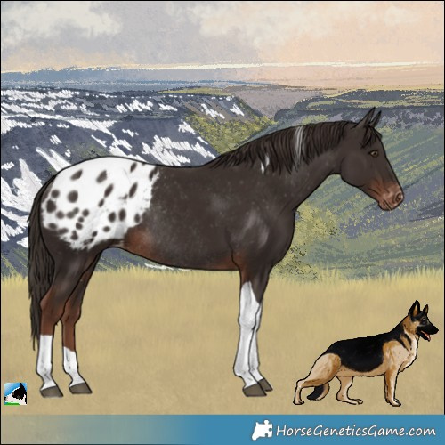Horse Color:Liver Chestnut Tobiano Appaloosa Rabicano 