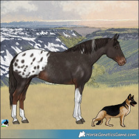 Horse Color:Liver Chestnut Tobiano Blanket Rabicano 