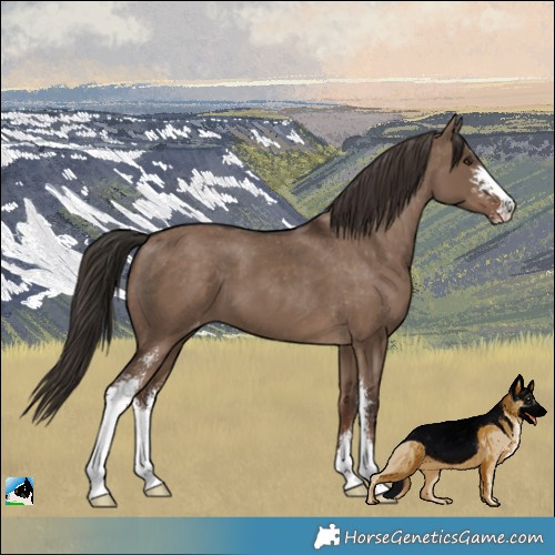 Horse Color:Liver Red Dun Sabino Appaloosa