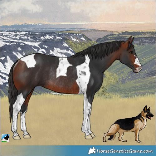 Horse Color:Bay Tobiano Rabicano