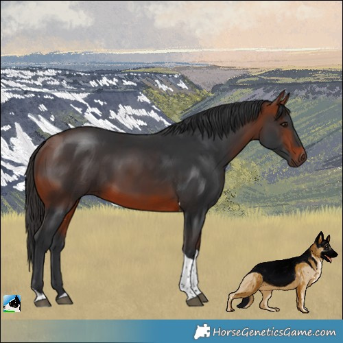 Horse Color:Bay Tobiano 