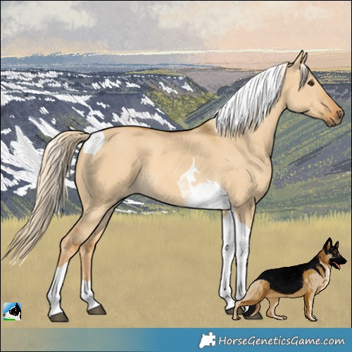 Horse Color:Palomino Dun Tobiano