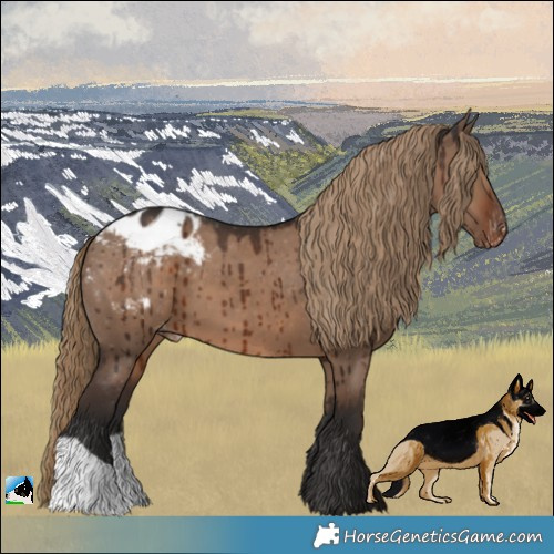 Horse Color:Liver Red Dun Appaloosa Brindle 
