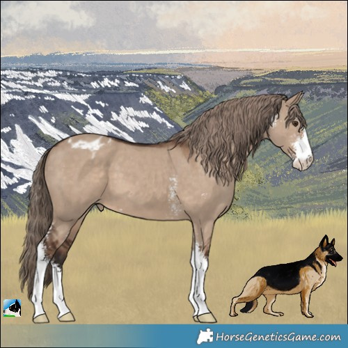 Horse Color:Liver Red Dun Sabino Varnish 