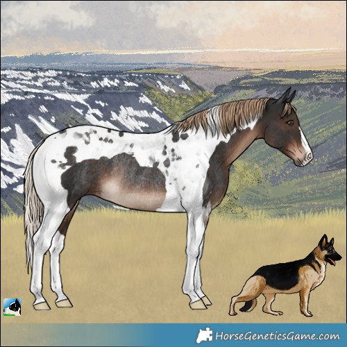 Horse Color:Liver Chestnut Tobiano Rabicano 