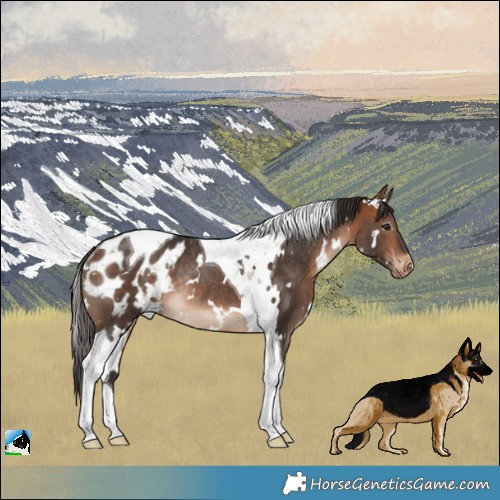 Horse Color:White Spotted Bay Tobiano Blanket Rabicano 