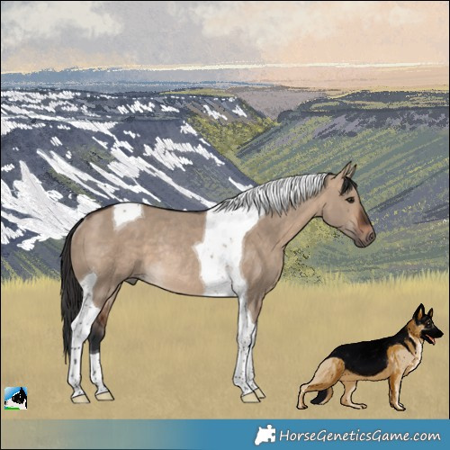 Horse Color:Bay Dun Tobiano Rabicano 