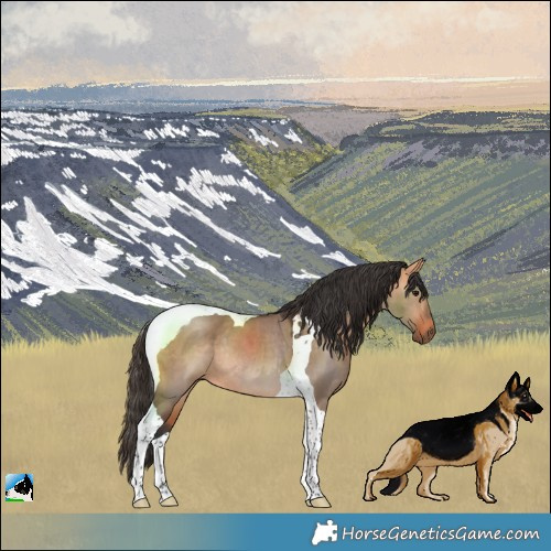 Horse Color:Bay Dun Tobiano Rabicano 