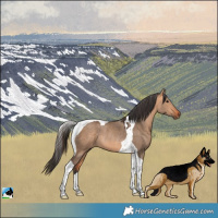 Horse Color:Bay Dun Tobiano Rabicano 