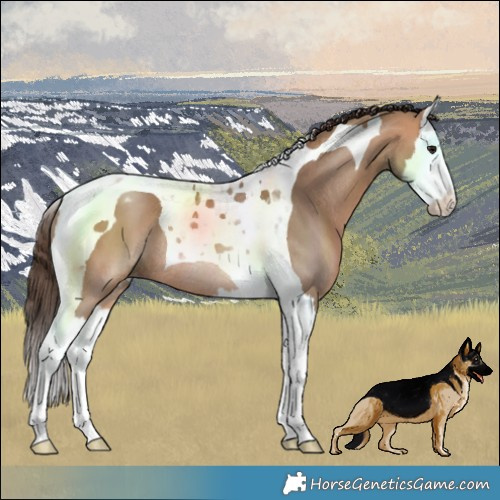 Horse Color:Bay Dun Splash Tobiano Varnish Rabicano 