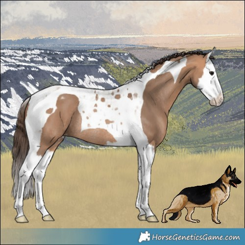 Horse Color:Bay Dun Splash Tobiano Blanket Rabicano