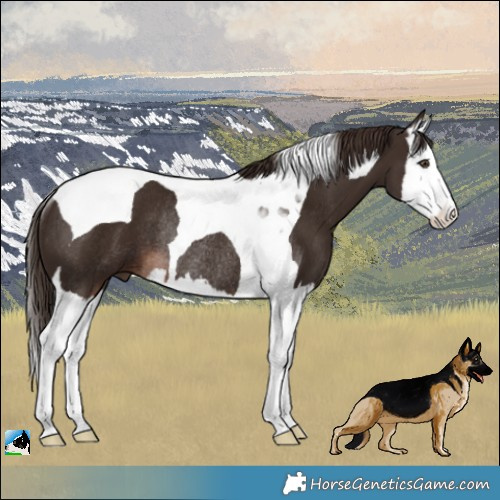 Horse Color:Liver Chestnut Splash Tobiano Rabicano 