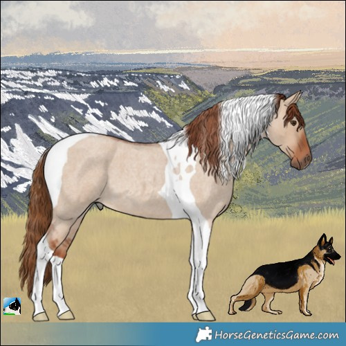Horse Color:Red Dun Roan Tobiano 