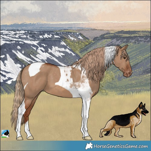 Horse Color:Red Dun Tobiano Blanket