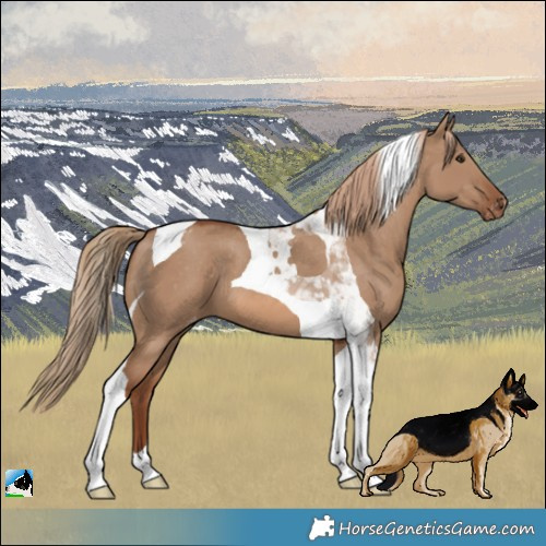 Horse Color:Red Dun Tobiano Appaloosa