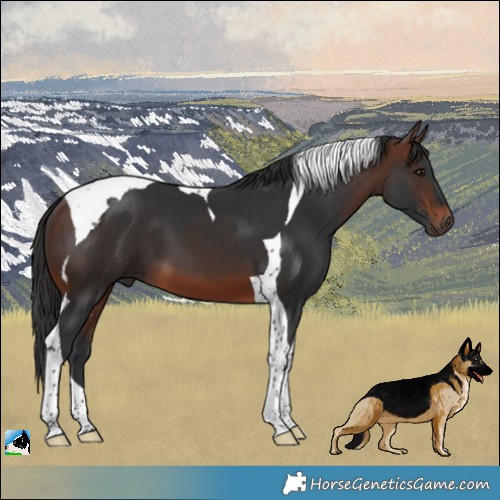 Horse Color:Brown Tobiano 