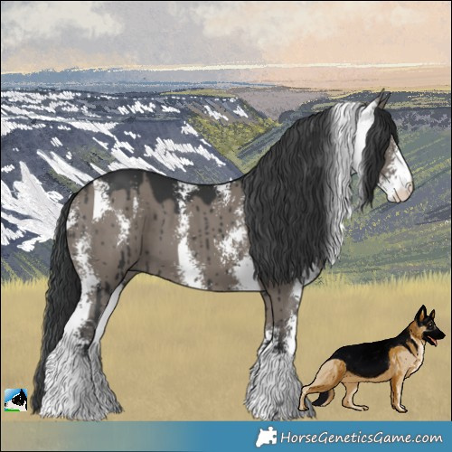 Horse Color:Grullo Mushroom Sabino Brindle 