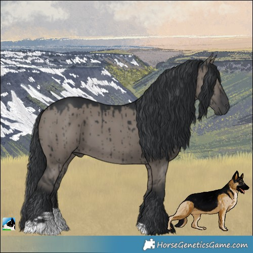 Horse Color:Grullo Brindle 