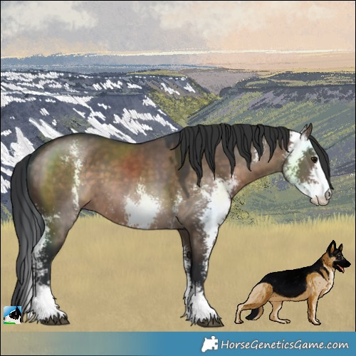 Horse Color:Brown Dun Sabino 