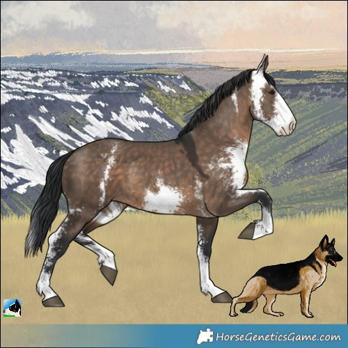Horse Color:Brown Dun Sabino 