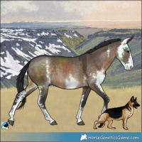 Horse Color:Brown Dun Sabino