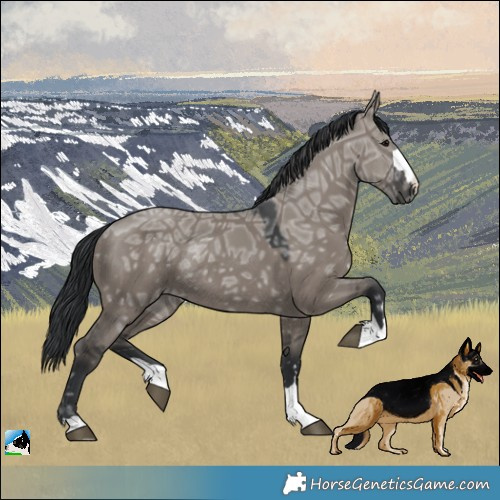 Horse Color:Grullo Ice Rabicano