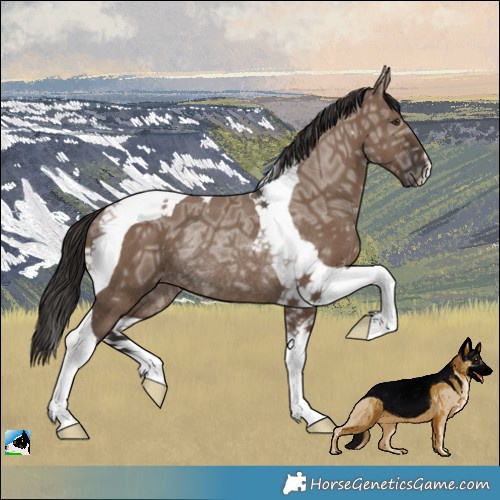 Horse Color:Liver Red Dun Ice Tobiano Rabicano 