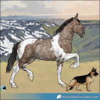 Horse Color:Liver Red Dun Ice Tobiano Rabicano