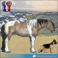 Horse Color:Liver Red Dun Ice Tobiano Rabicano