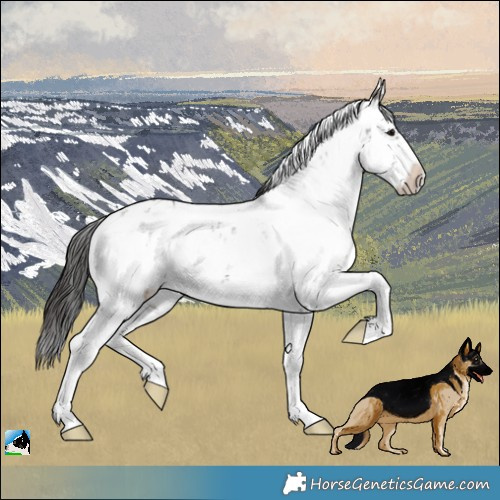 Horse Color:Smoky Grullo Ice Sabino Rabicano 