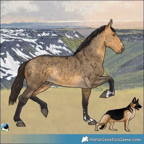 Horse Color:Buckskin Dun Mushroom Brindle 