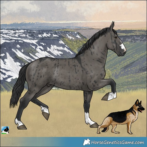 Horse Color:Grullo Mushroom Rabicano Brindle 