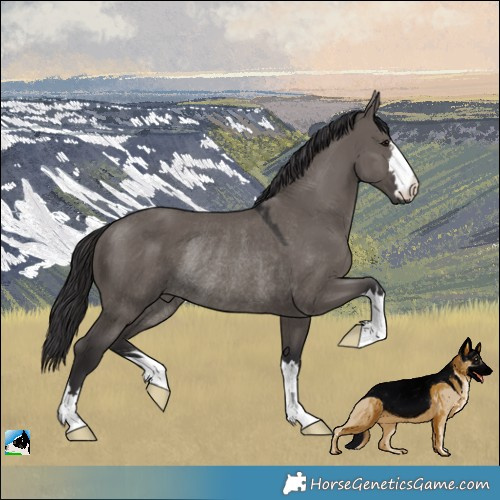 Horse Color:Smoky Grullo Rabicano 