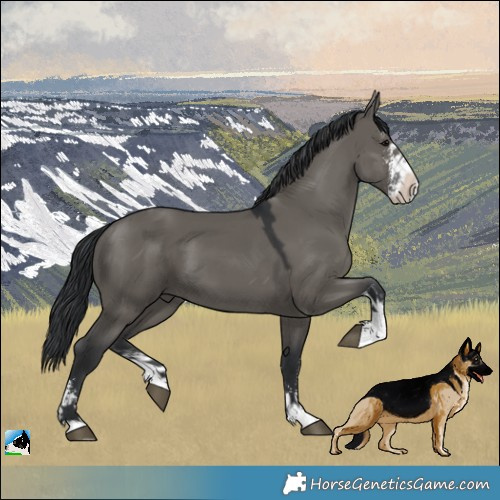 Horse Color:Grullo Sabino