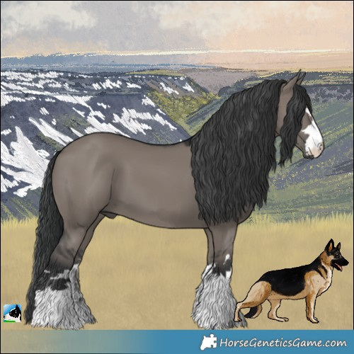 Horse Color:Grullo 