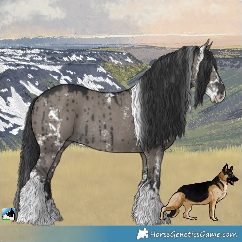 Horse Color:Grullo Sabino Rabicano Brindle 