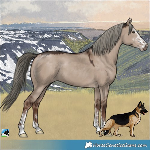 Horse Color:Liver Red Dun Mushroom Sabino 