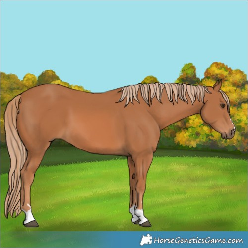Horse Color:Unknown 