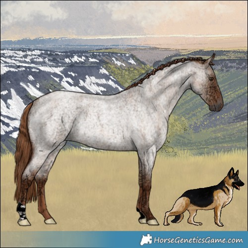 Horse Color:Red Dun Ice Roan Rabicano 