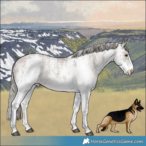 Horse Color:Plaid White Spotted Silver Brown Ice Dun Mushroom Rabicano