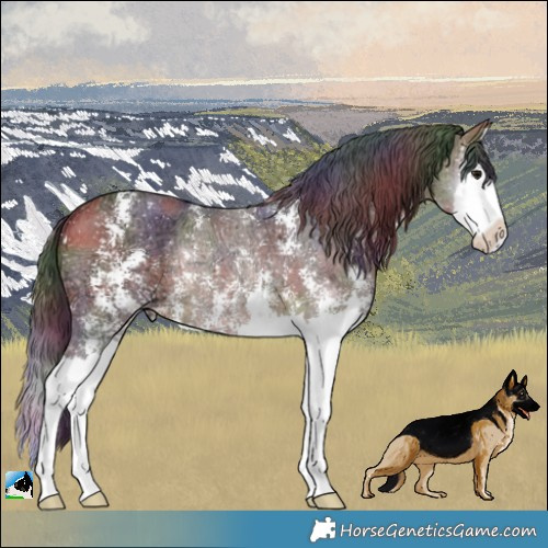 Horse Color:Nacre Bay Ice Sabino Splash Rabicano 