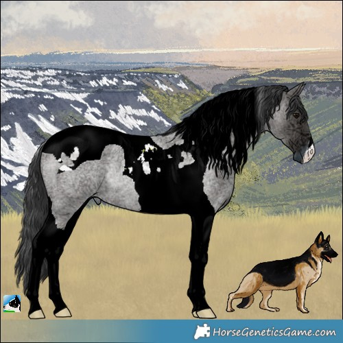 Horse Color:Grullo Ice Roan Tobiano Rabicano 