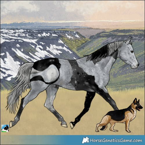 Horse Color:ERROR: UNKNOWN ANOMALY