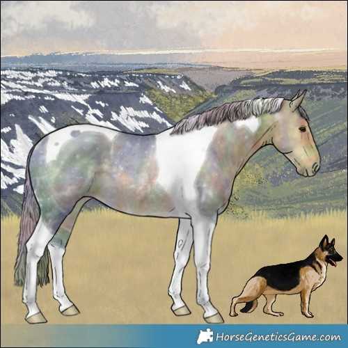 Horse Color:Nacre Silver Buckskin Ice Tobiano Rabicano 