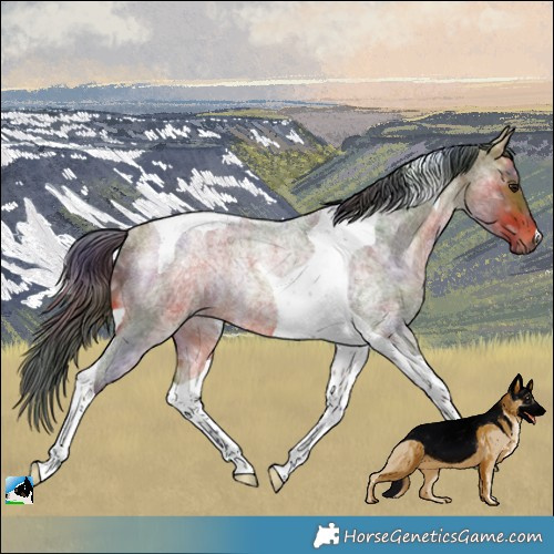 Horse Color:Nacre Bay Ice Roan Tobiano Rabicano