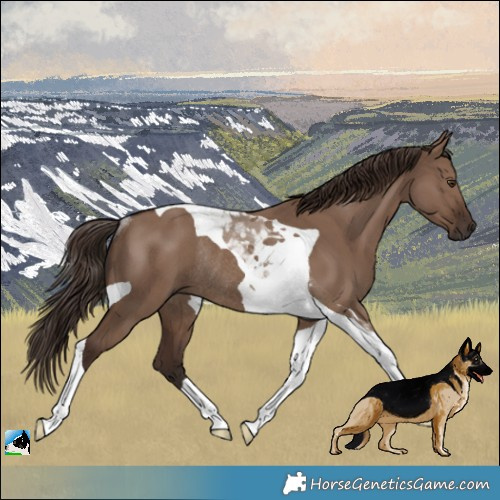 Horse Color:Liver Red Dun Tobiano Rabicano