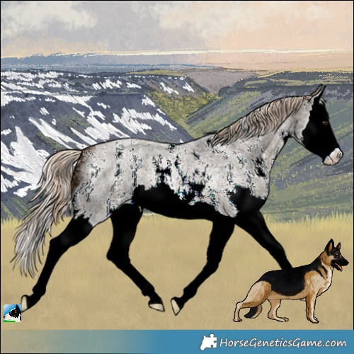 Horse Color:Chocolate Palomino Ice Roan Sabino Splash 
