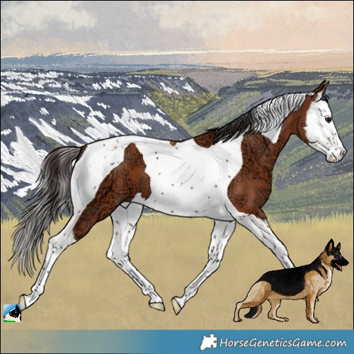 Horse Color:Bay Ice Splash Tobiano 