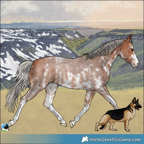 Horse Color:Silver Bay Sabino 